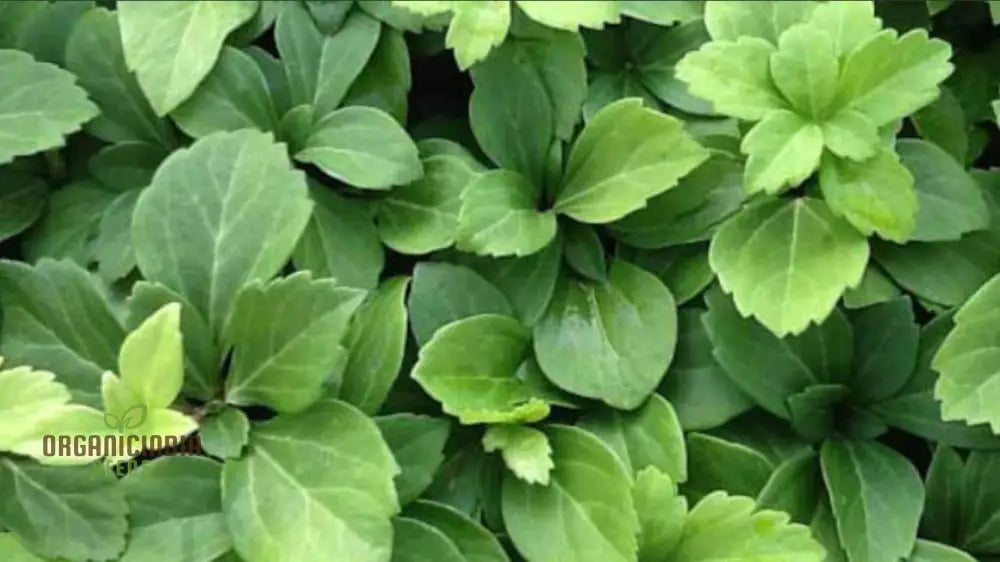 100Pcs Of New Fresh Pachysandra Plant Seeds: Grow Your Garden With Vibrancy