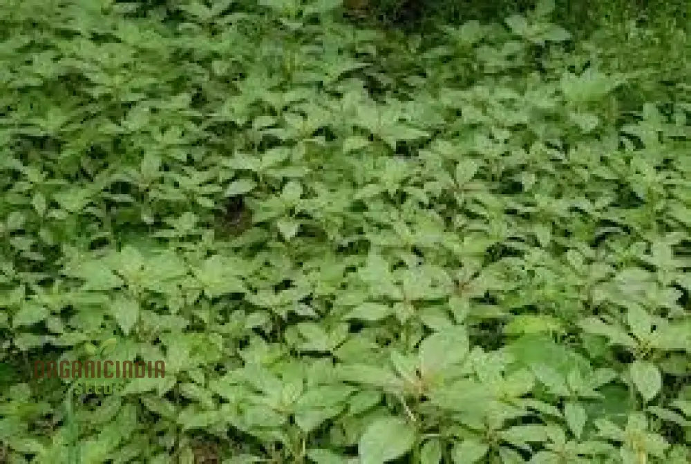 100Pcs Of New Fresh Pachysandra Plant Seeds: Grow Your Garden With Vibrancy