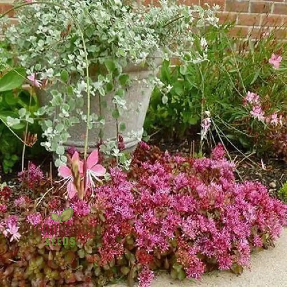 100Pcs Purple Sedum Plant Seeds Grow Your Garden