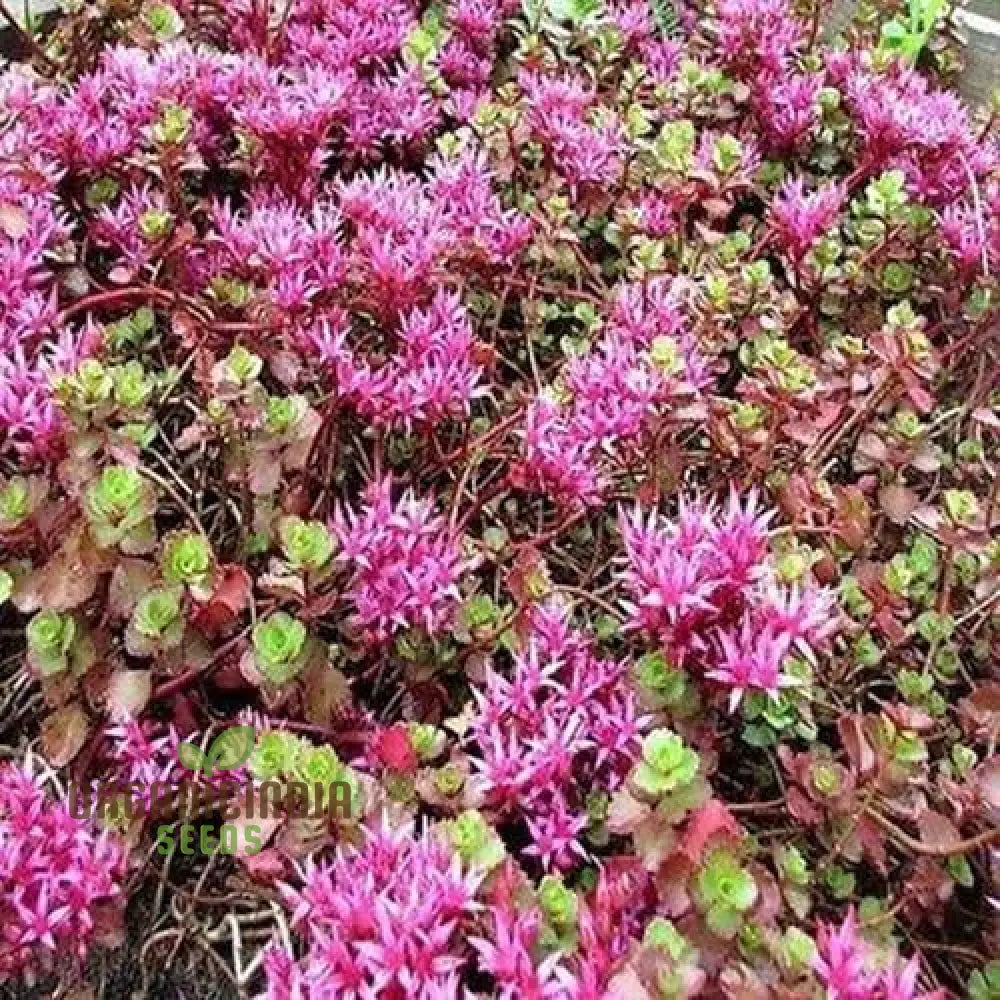 100Pcs Purple Sedum Plant Seeds Grow Your Garden