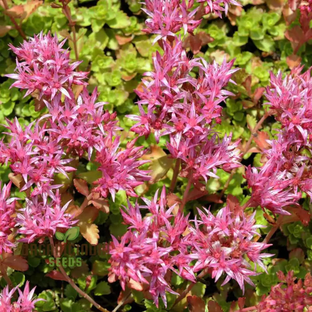 100Pcs Purple Sedum Plant Seeds Grow Your Garden