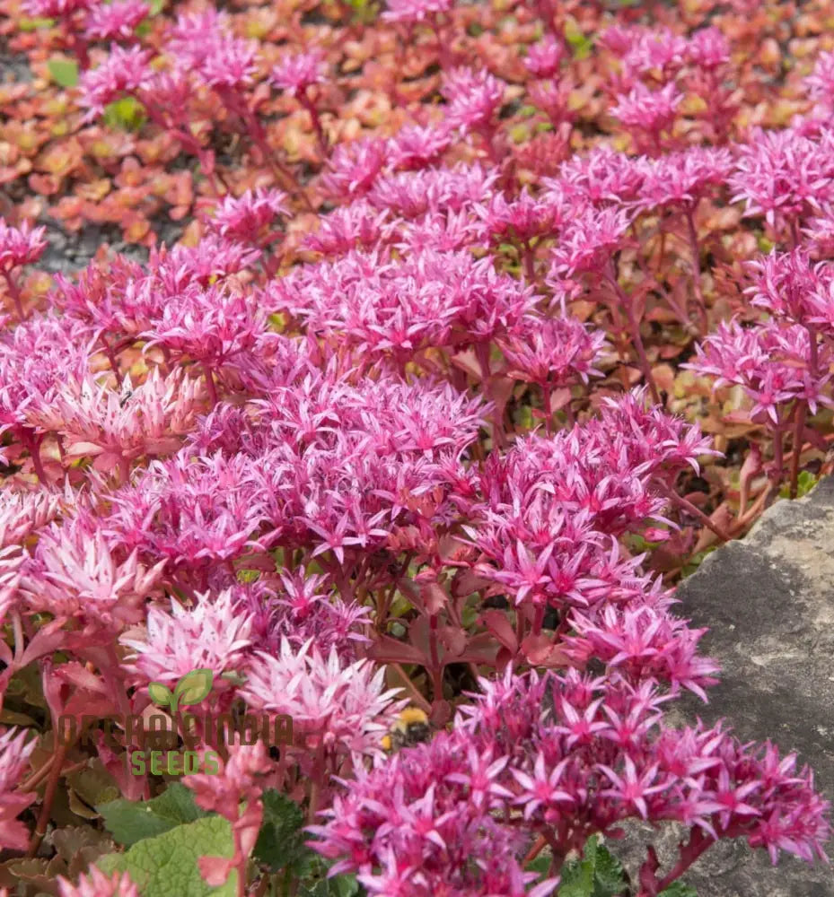 100Pcs Purple Sedum Plant Seeds Grow Your Garden