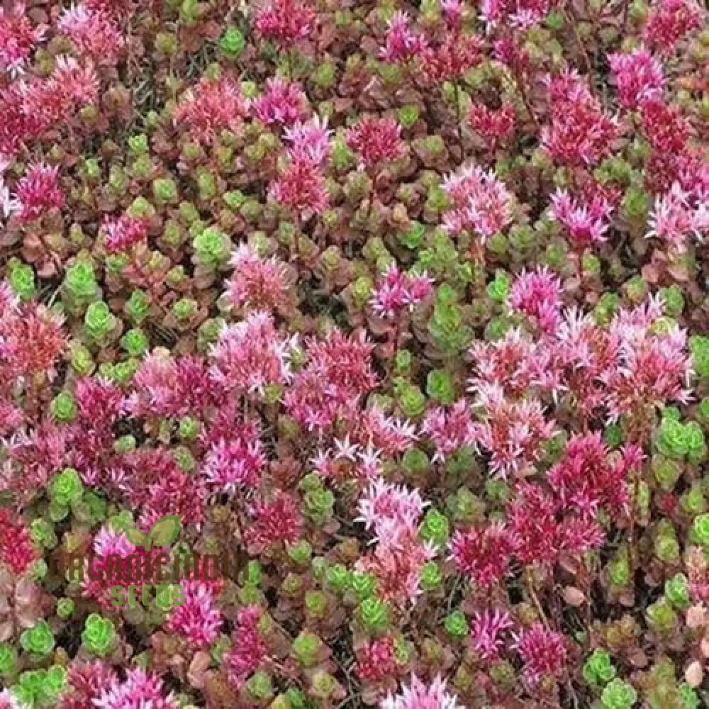 100Pcs Purple Sedum Plant Seeds Grow Your Garden