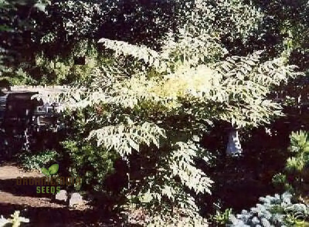 100Pcs White Aralia Elata Tree Seeds Pack Of 100 New Fresh Generic