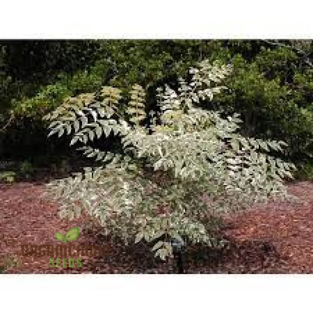 100Pcs White Aralia Elata Tree Seeds Pack Of 100 New Fresh Generic