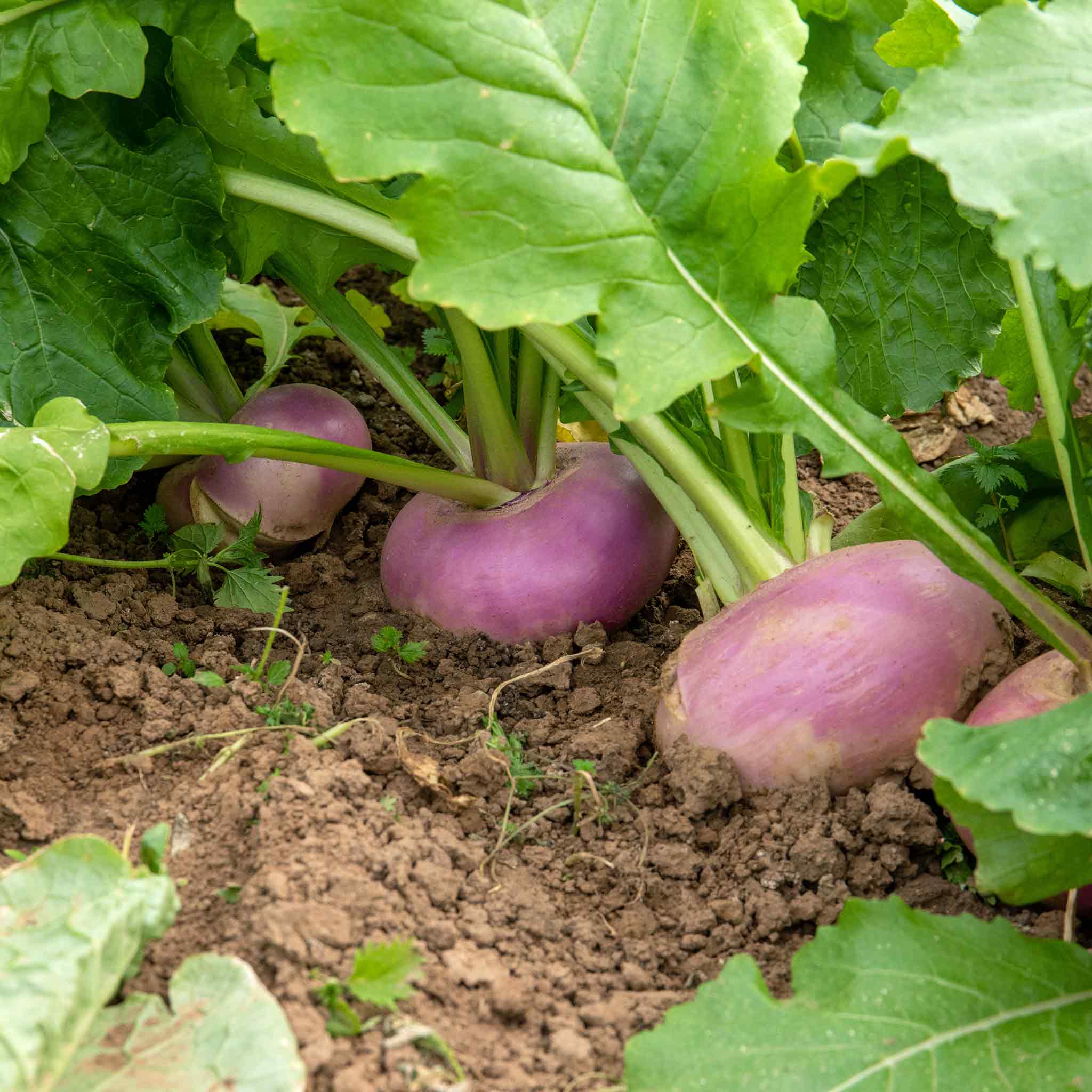 Turnip Sweet Bell F1 Vegetable Seeds, Cultivate Delicious and Nutritious Turnips with Expert Tips for Successful Growth