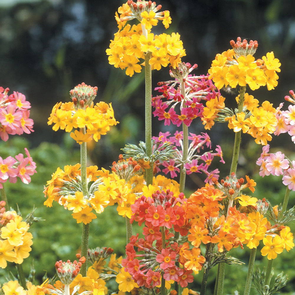 Primula Candelabra Mixed Seeds - Züchten Sie eine atemberaubende Palette an Farben mit Candelabra Mixed Primula in Ihrem Garten