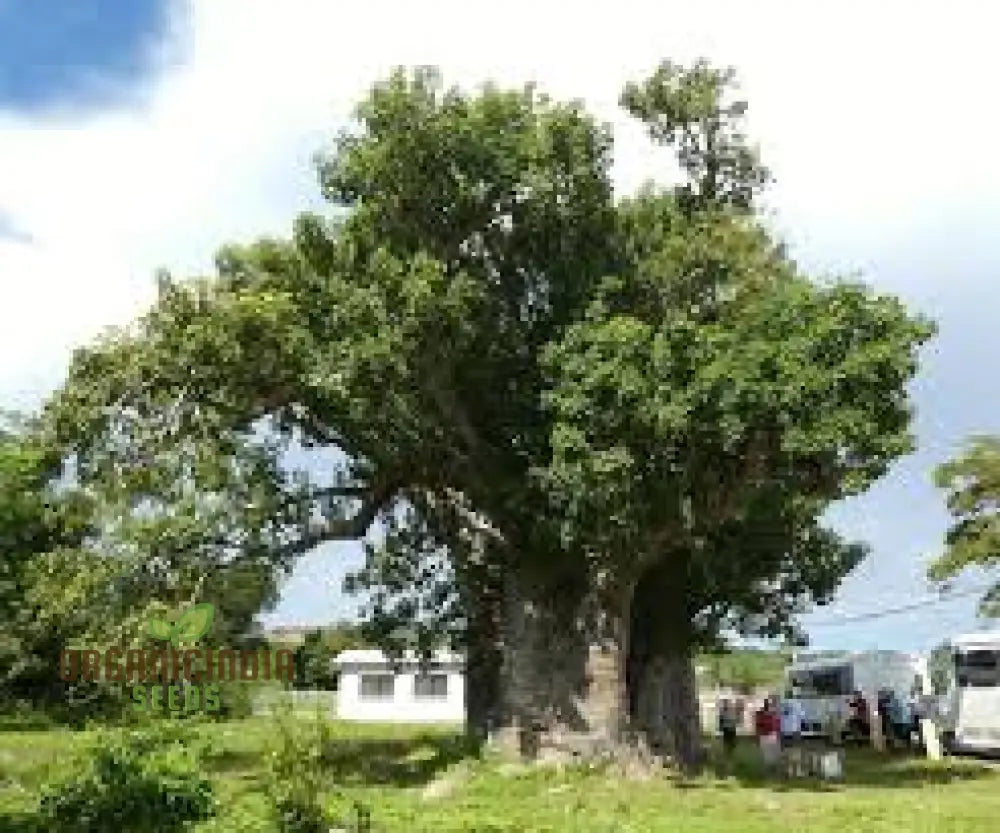 10Pcs Green Baobab Tree Seeds For Planting Fresh Pack Premium Non-Gmo