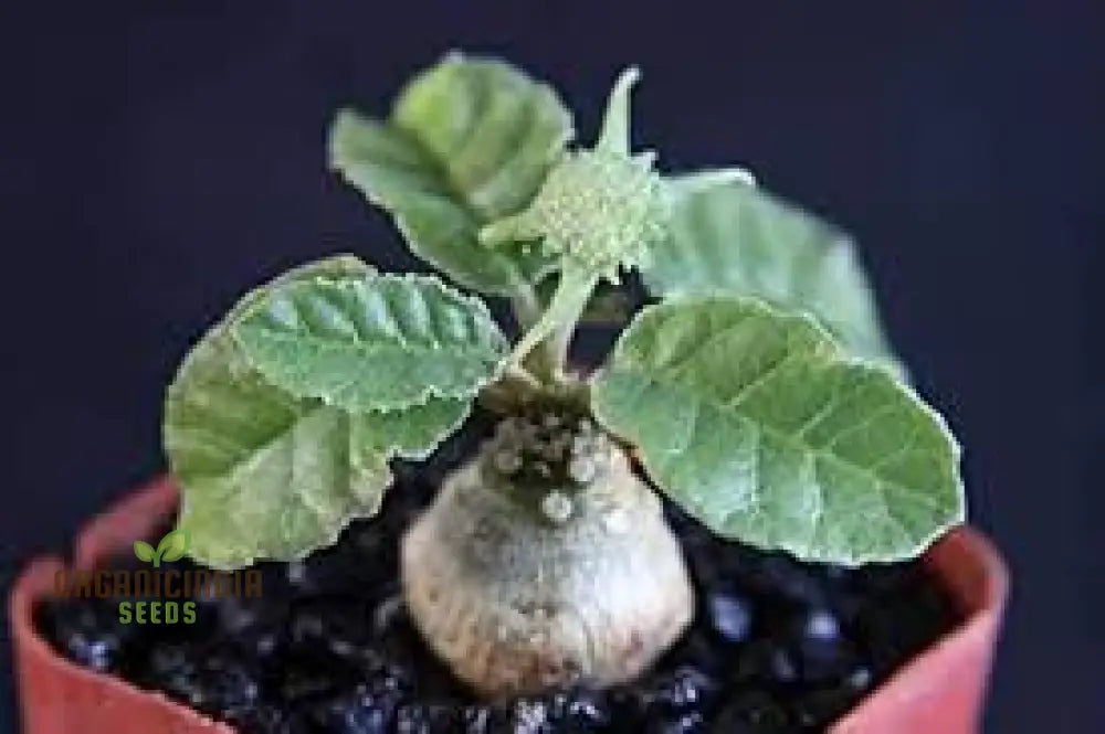 10Pcs Green Dorstenia Foetida Seeds Seed Packet Foetida Bulk 10 Count