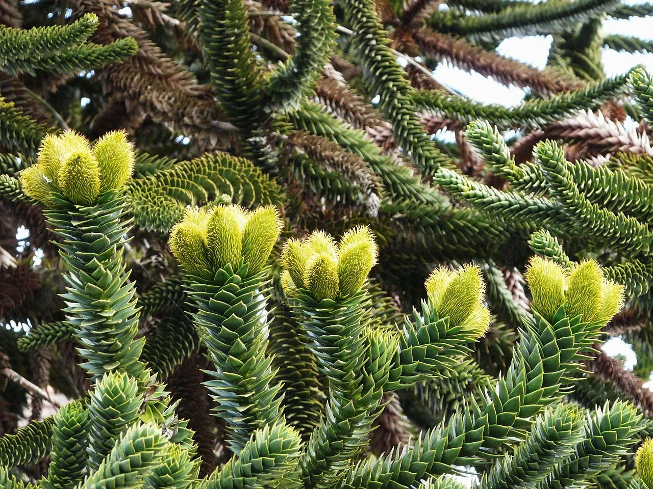 Graines d'Araucaria Araucana à planter : votre guide pour cultiver et entretenir l'emblématique arbre à puzzle de singe dans votre jardin