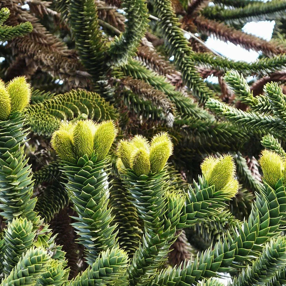 Araucaria Araucana Seeds For Planting: Your Guide to Cultivating and Caring for the Iconic Monkey Puzzle Tree in Your Garden