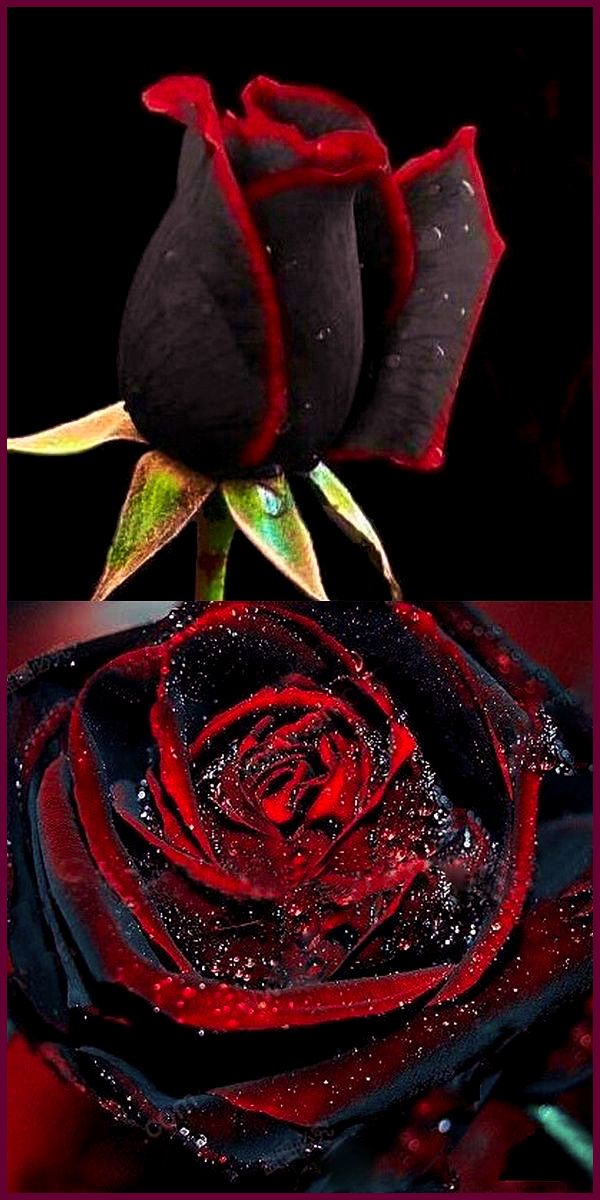 Black Rose with Red Edge Flower Seeds for Planting - 100 pcs - Flower seeds