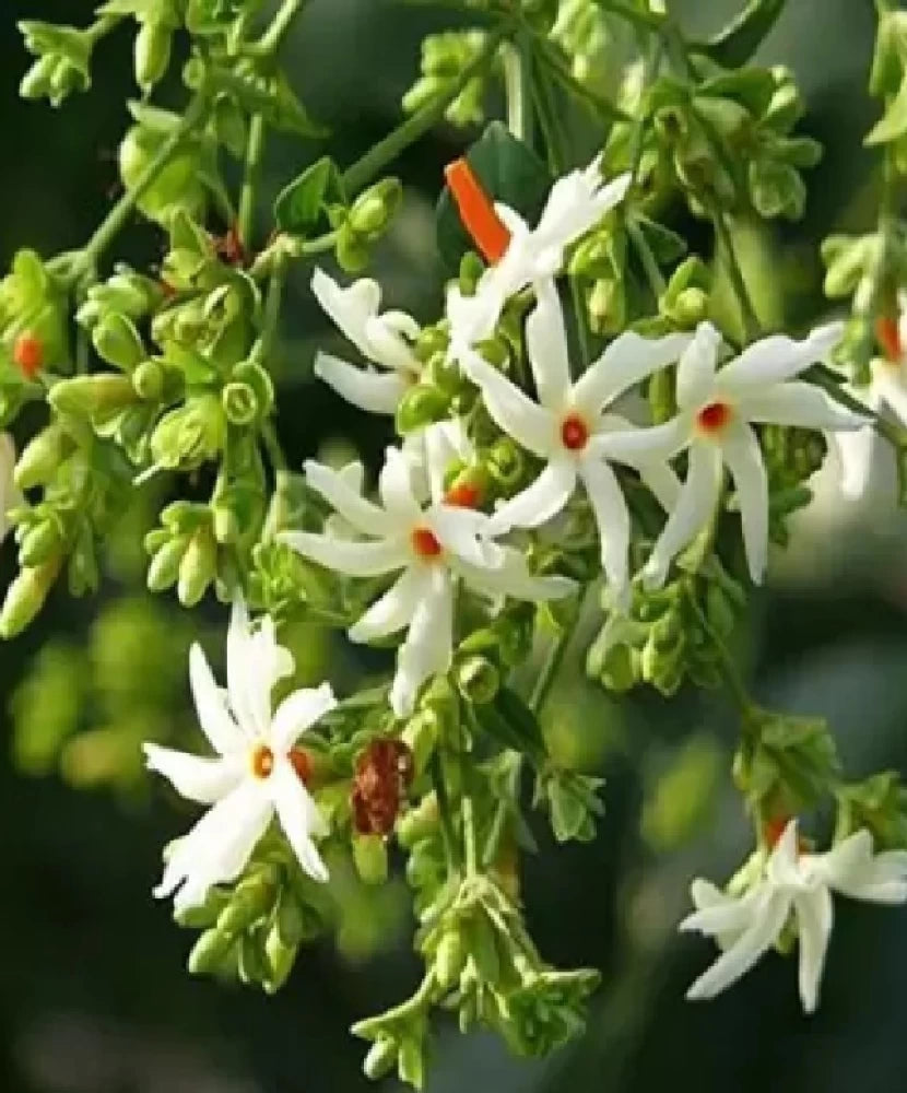 Night-Flowering Jasmine Flower Seeds for Planting - 100 pcs - Flower seeds