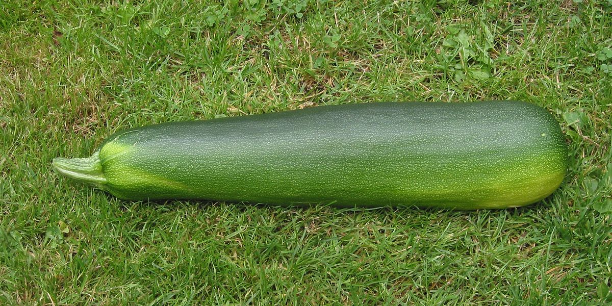 Marrow Green Trailing Vegetable Seeds for Planting, Premium Quality Vegetables Seeds for Growing in Your Home Garden