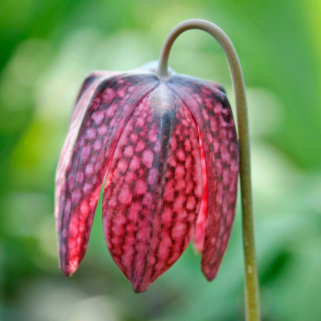 Fritillary Flower Seeds For Planting: A Comprehensive Guide to Cultivating Stunning, Butterfly-Luring Blooms for a Vibrant Outdoor Sanctuary