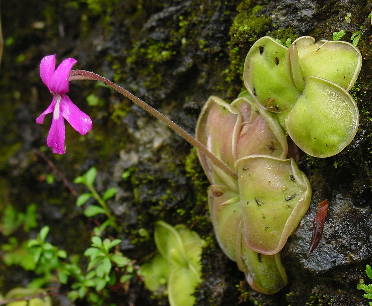 "Mexican Butterwort Seeds, Planting - 100 pcs" - Flower seeds