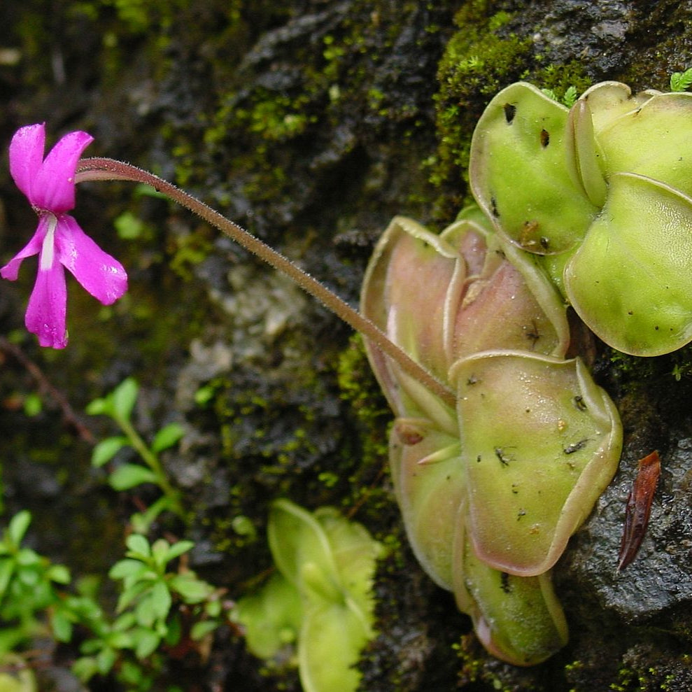 "Mexican Butterwort Seeds, Planting - 100 pcs" - Flower seeds