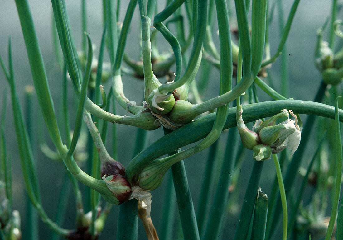 Egyptian Onion Seeds for Planting - Allium cepa viviparum, 100 pcs - Vegetable Seeds