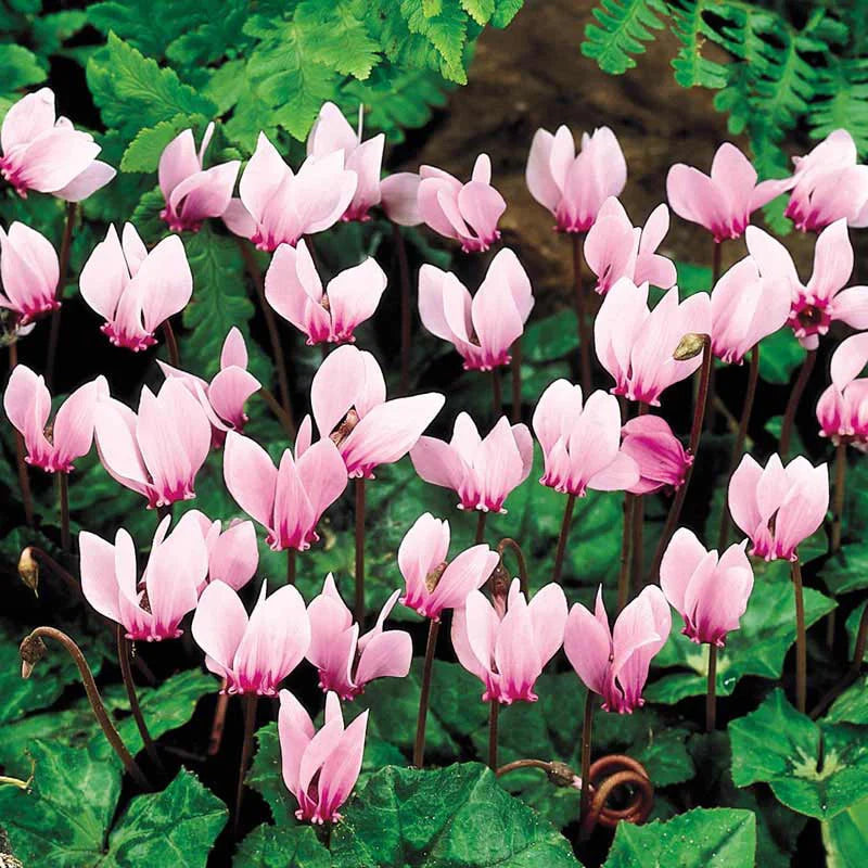 Cyclamen Neapolitanum Bulb Seeds, Cultivating Grace and Elegance in Your Garden with Expert Bulb Planting and Gardening