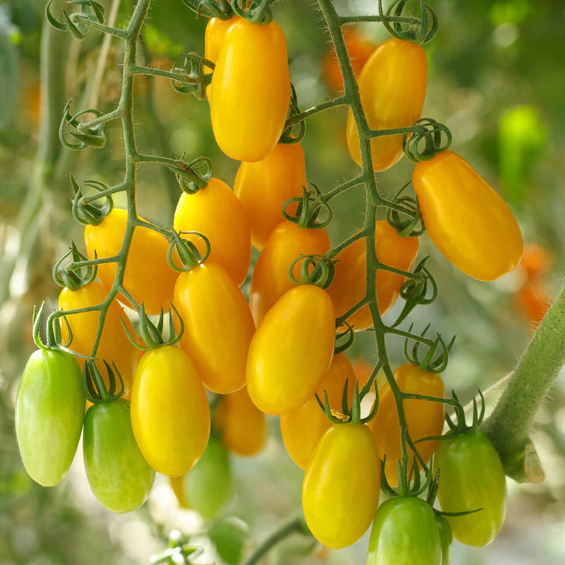 Tomato LIZZIE BELL Vegetable seeds, offering a delightful opportunity to grow flavorful