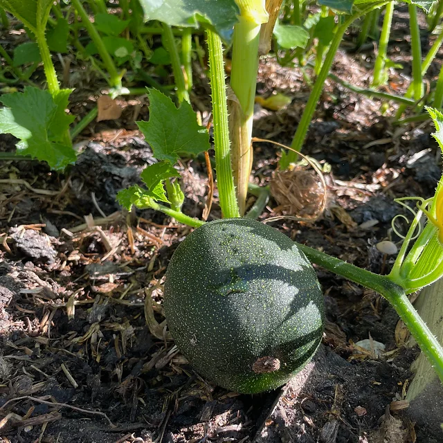 Squash 'Little Gem Rolet' Seeds For Planting: Hardy Gardening Variety for Your Vibrant Garden