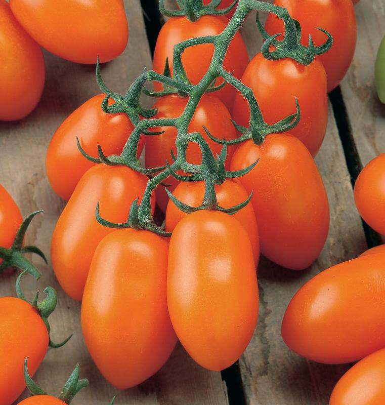 Tomato LIZZIE BELL Vegetable seeds, offering a delightful opportunity to grow flavorful