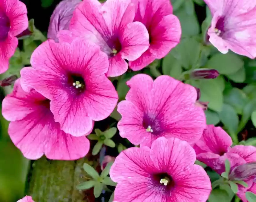 Soft Pink Petunia Seeds – Delicate Pastel Blooms for Gardens & Hanging Baskets