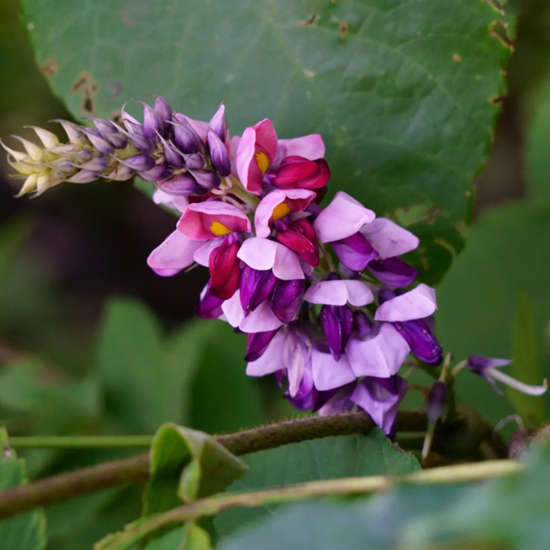 Cultivez votre jardin avec 20 graines de plantes Pueraria Lobata Kudzu : libérez la pureté de la nature !" 🌱🌿 