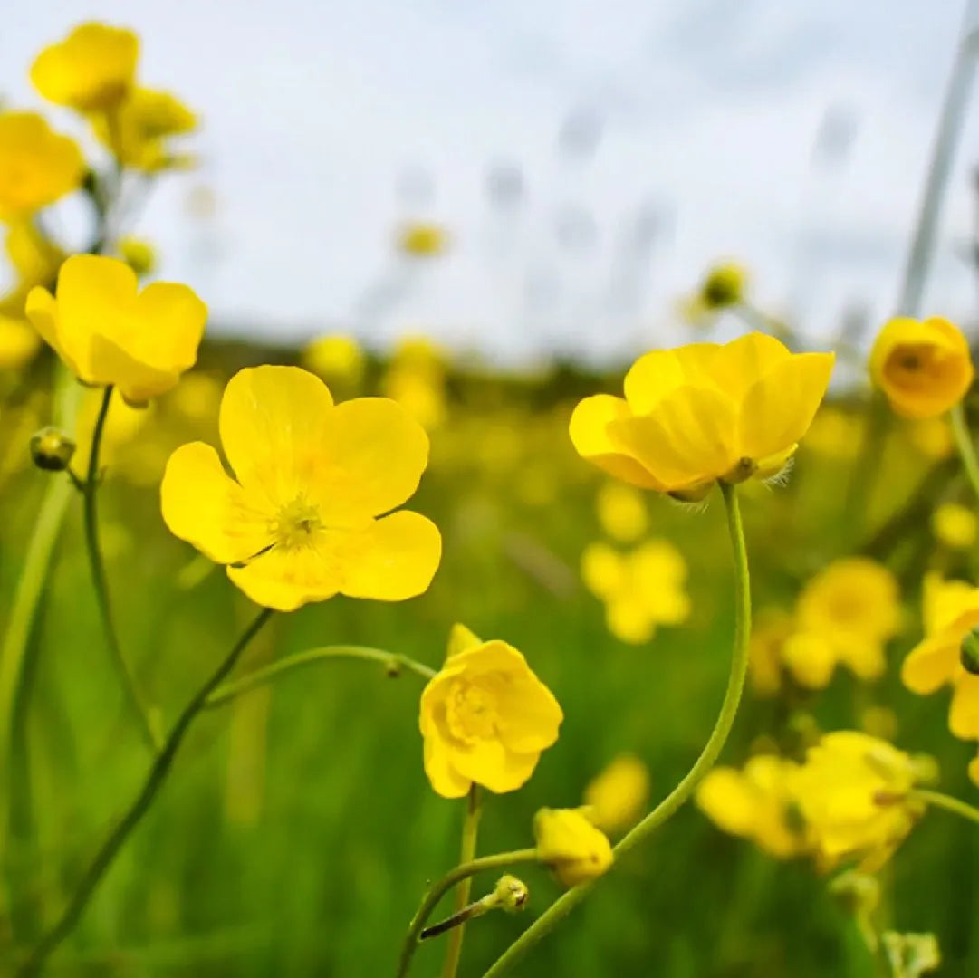 Ranunculus Aconitifolius Blumensamen zum Anpflanzen, elegante und robuste Blüten für Ihren Garten