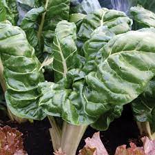 Silverbeet - Silverton Seeds for Planting and Gardening | Premium Quality Seeds