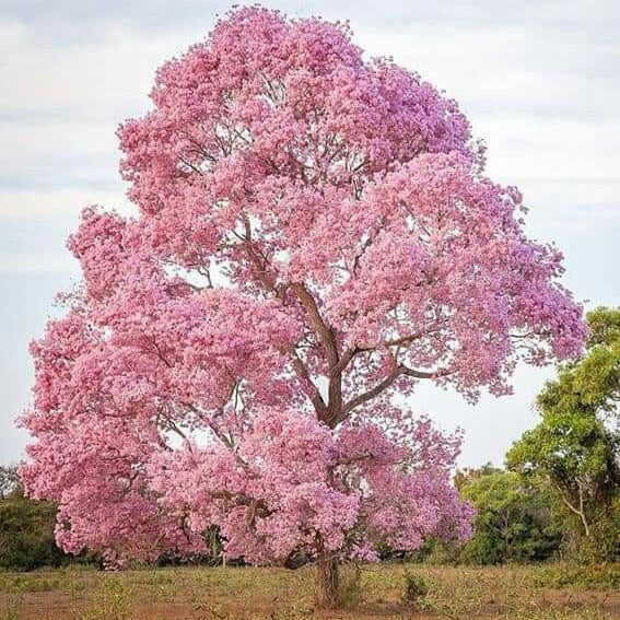 Pink Willow Weeping Tree Seeds for Planting