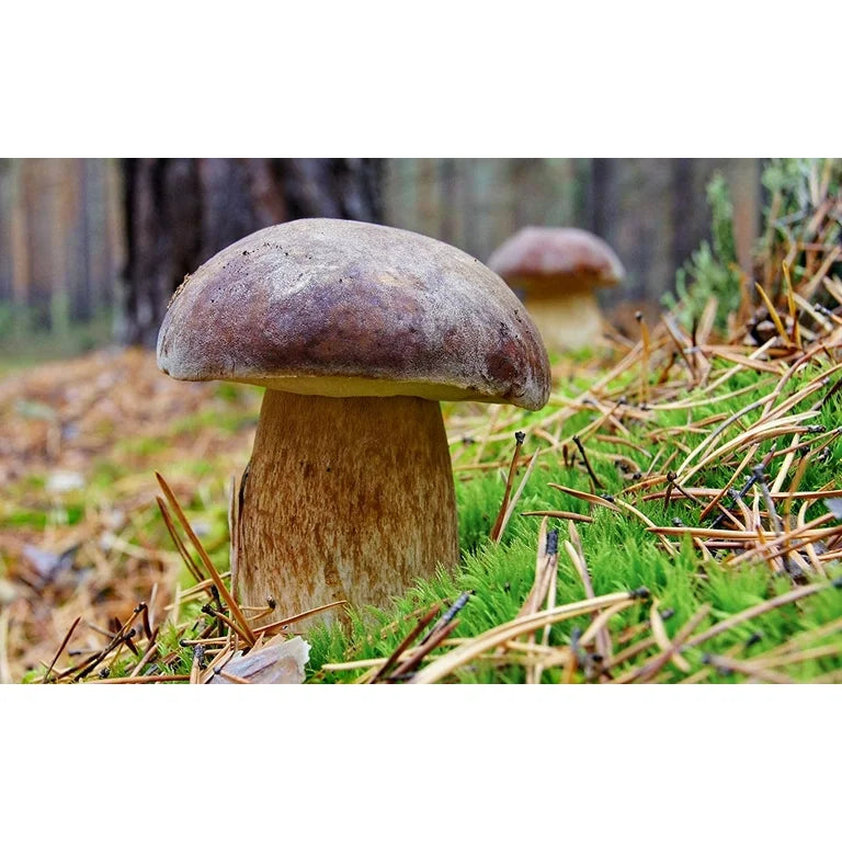 "Porcini Mushroom King Seeds, Planting, 100 pcs" - Vegetable Seeds