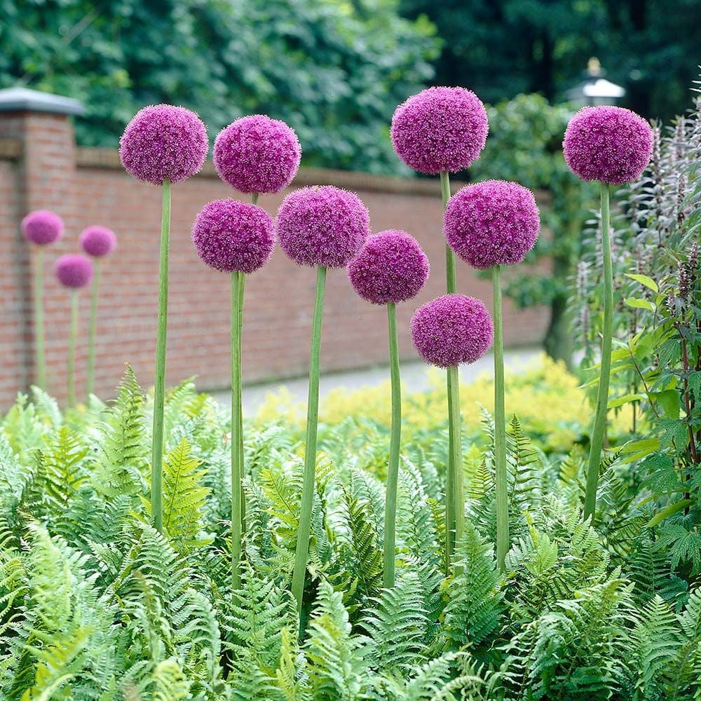 Giant Purple Allium Giganteum Seeds - Organic Ornamental Onion Perennial Flower - Non-GMO Beautiful Garden Plant Seeds - 50Pcs