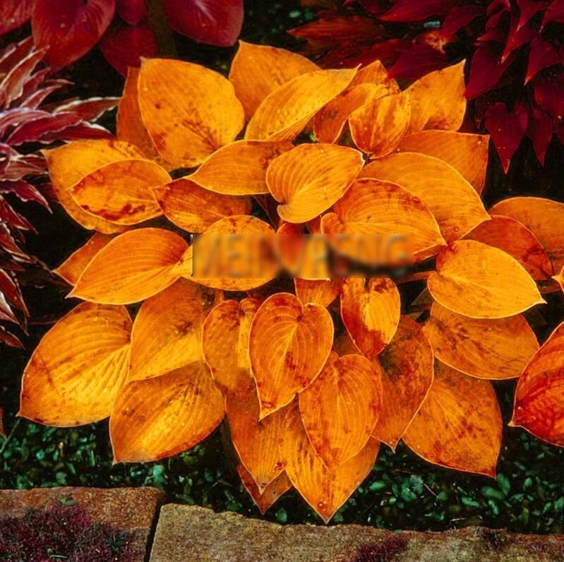 Hosta Jardin Perennials Lily Seeds for Planting - 100 pcs - Flower seeds