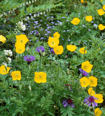 Welsh Poppy Flower Seeds For Planting: Premium Varieties for Your Flourishing Garden