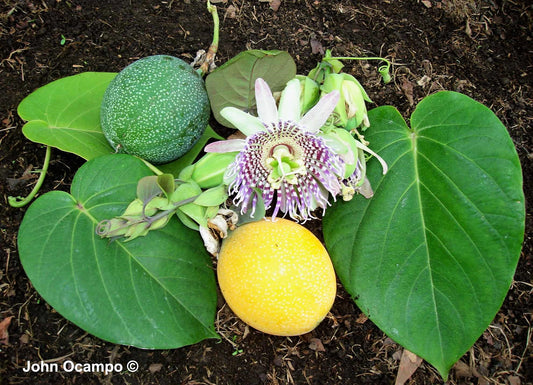 Sweet Granadilla Fruit Seeds