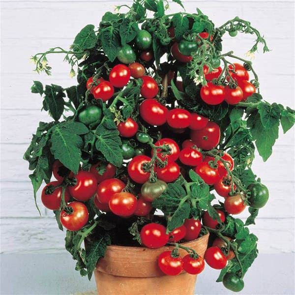 Tiny Tim Tomato Seeds – Dwarf Cherry Tomato for Containers & Gardens