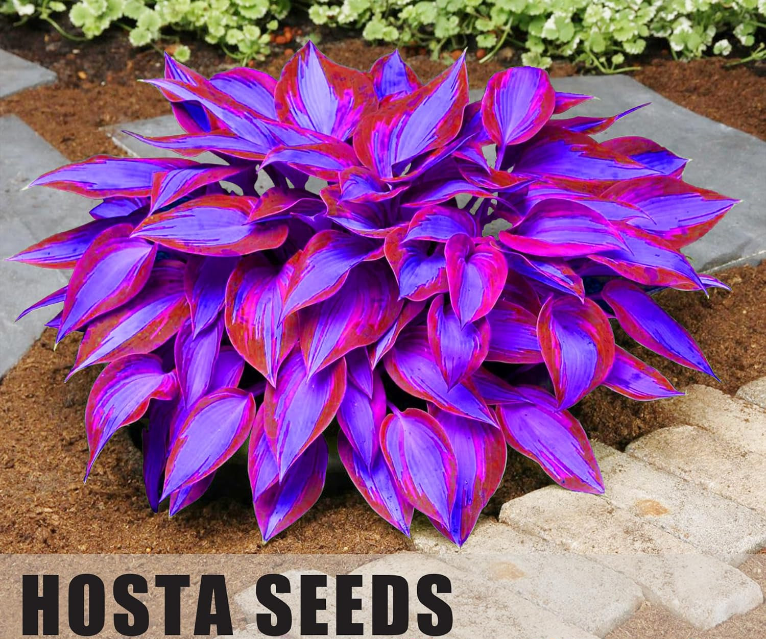 Rare Blue & Purple Hosta Seeds - Easy-to-Grow Perennial Shade Garden Beauties