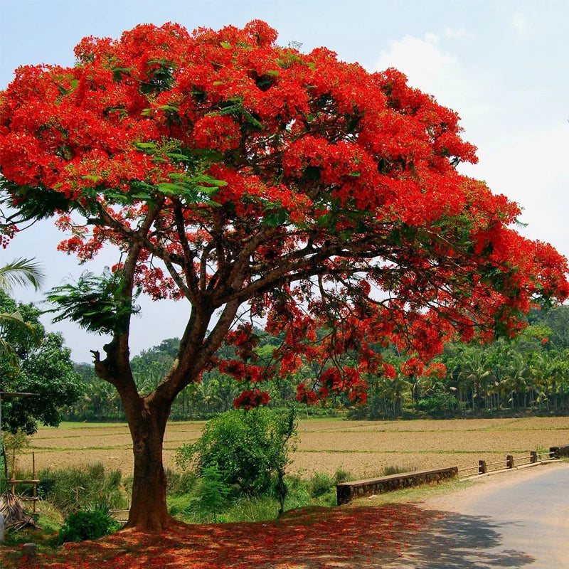 Delonix Regia (Royal Poinciana) - Flamboyant Flame Tree Seeds, 20 Pcs