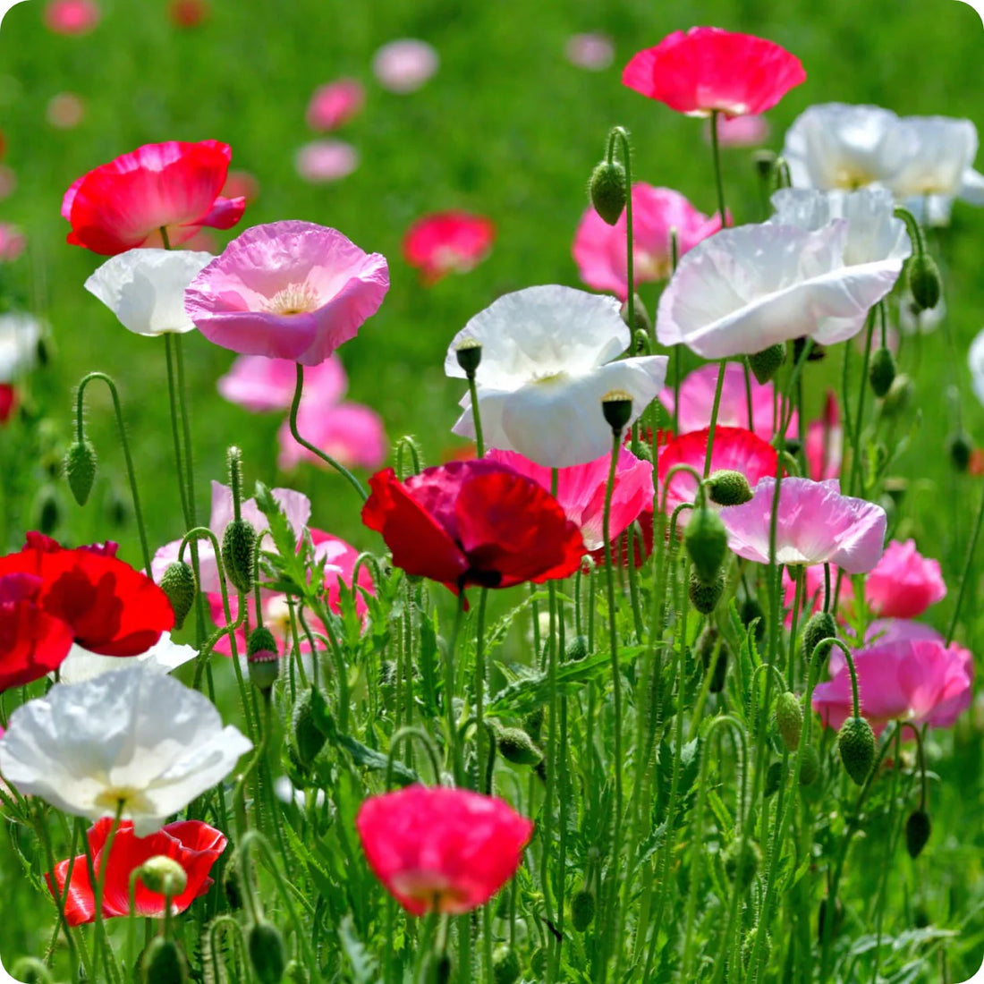 Shirley Mixed Poppy 'Double Mixture' Flower Seeds - Perfect for Creating a Stunning Garden Oasis