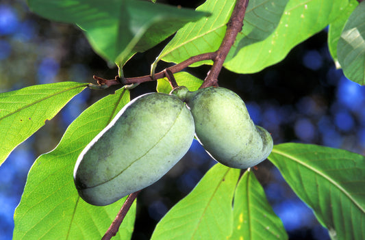 Paw Paw Fruit Seeds