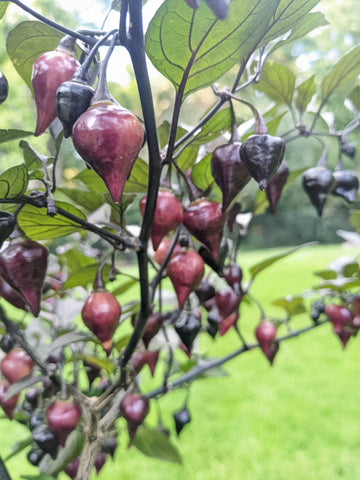 PEPPER PINK BIQUINHO Seeds for planting, Your Gardening Success