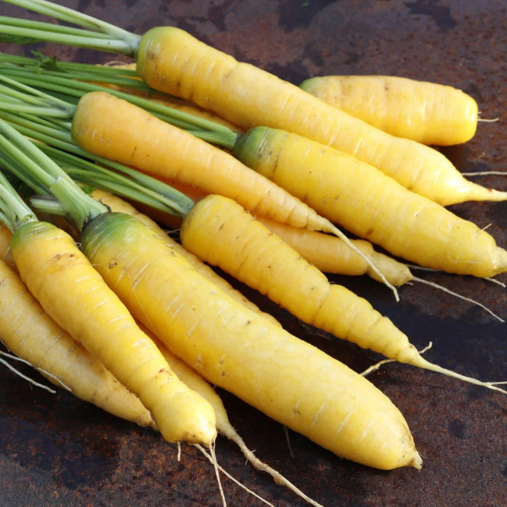 Yellow Sun Carrot Seeds – Heirloom, Sweet & Nutritious