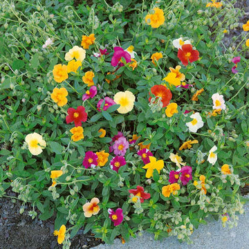 Crown Mixed Helianthemum Seeds, Vibrant Flower Seeds for Your Garden,  Premium Gardening Seeds Collection