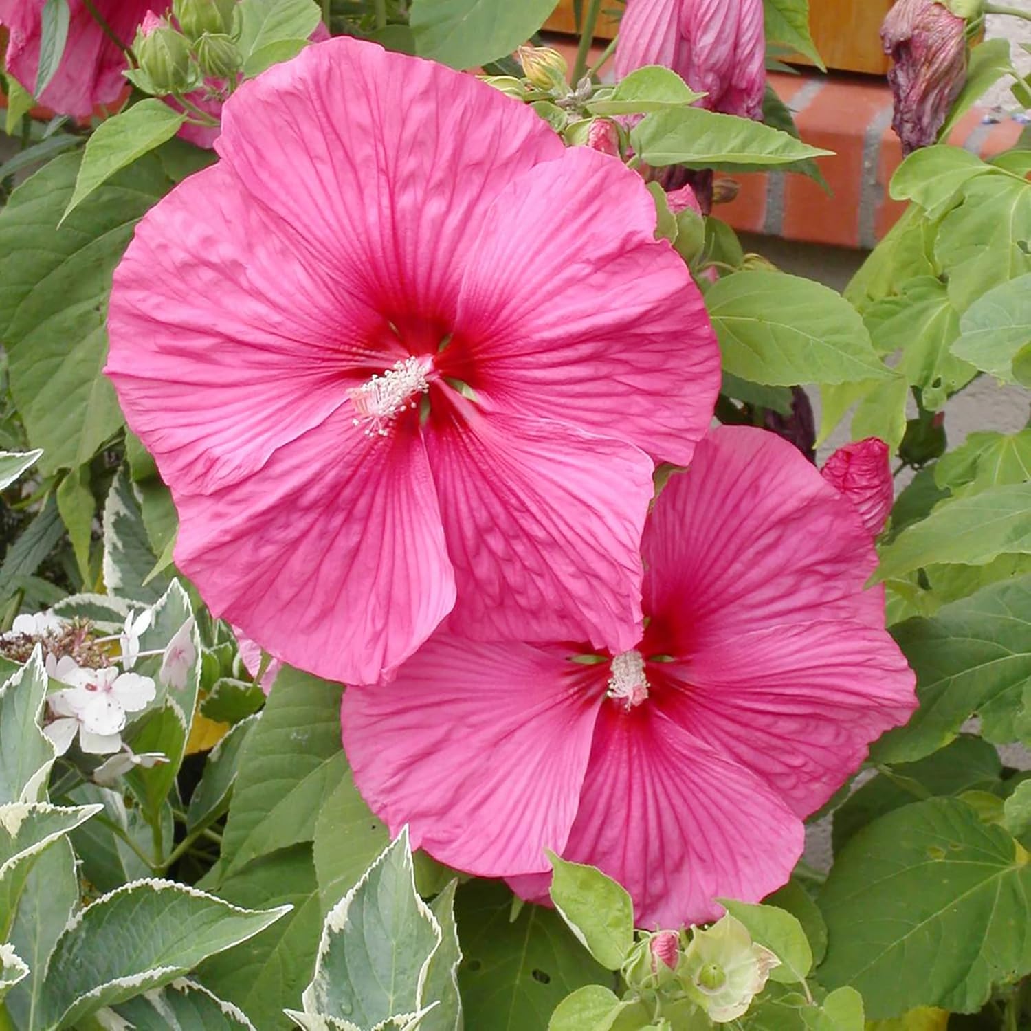 Hibiscus Moscheutos Samen - Winterharter Hibiskus, Sumpfrose, mehrjährige Blütenpflanze für Gartenbeete, zieht Bienen, Schmetterlinge und Kolibris an - 25 Stück