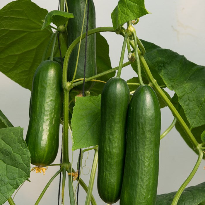 Socrates Cucumber Seeds – High-Yield, Crisp & Sweet Greenhouse Variety