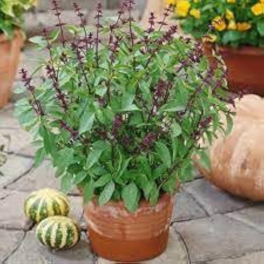 Thai Basil Seeds for Planting – Aromatic & Flavorful Herb, Non-GMO, Heirloom Quality, Ideal for Culinary & Garden Use