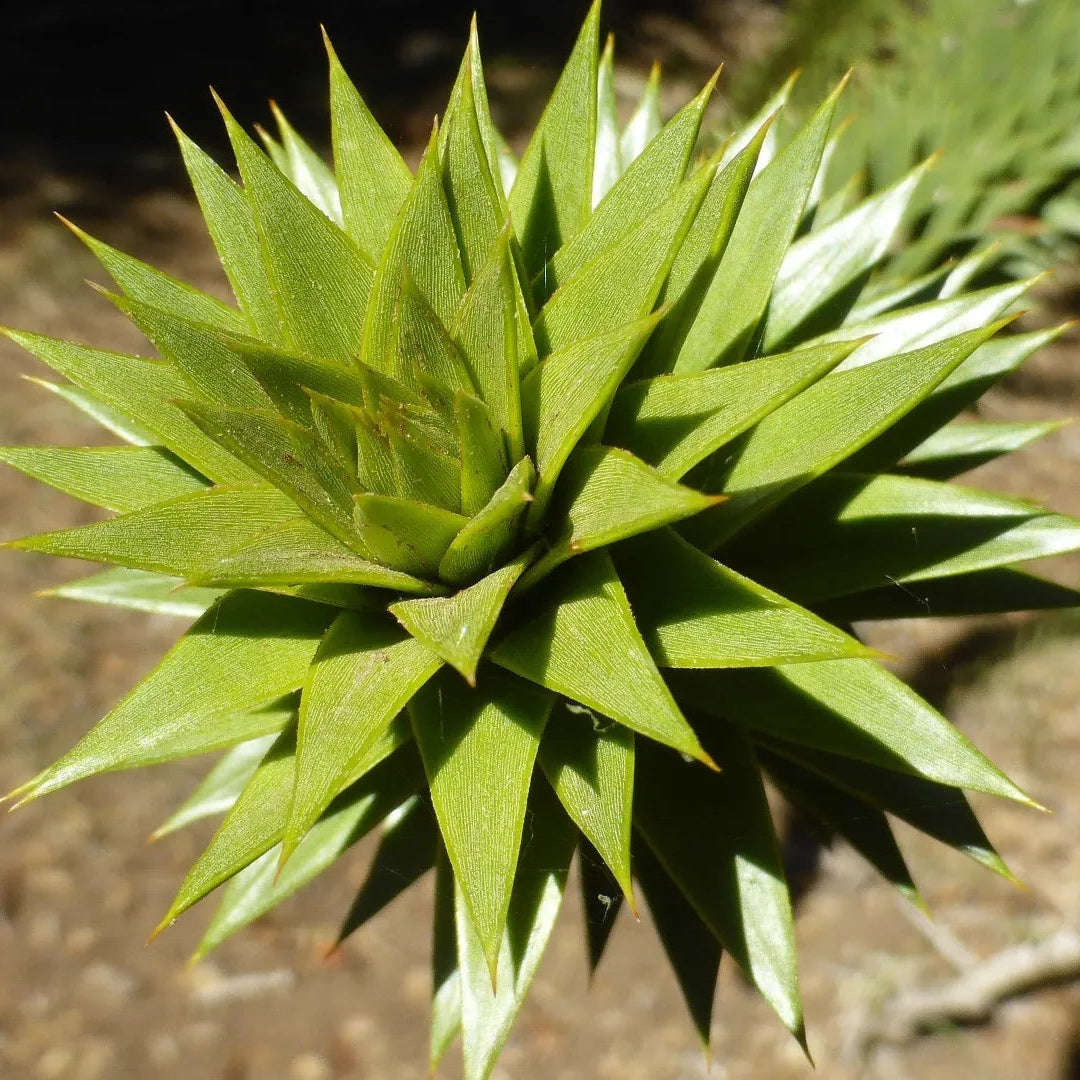 Araucaria Araucana Seeds For Planting: Your Guide to Cultivating and Caring for the Iconic Monkey Puzzle Tree in Your Garden