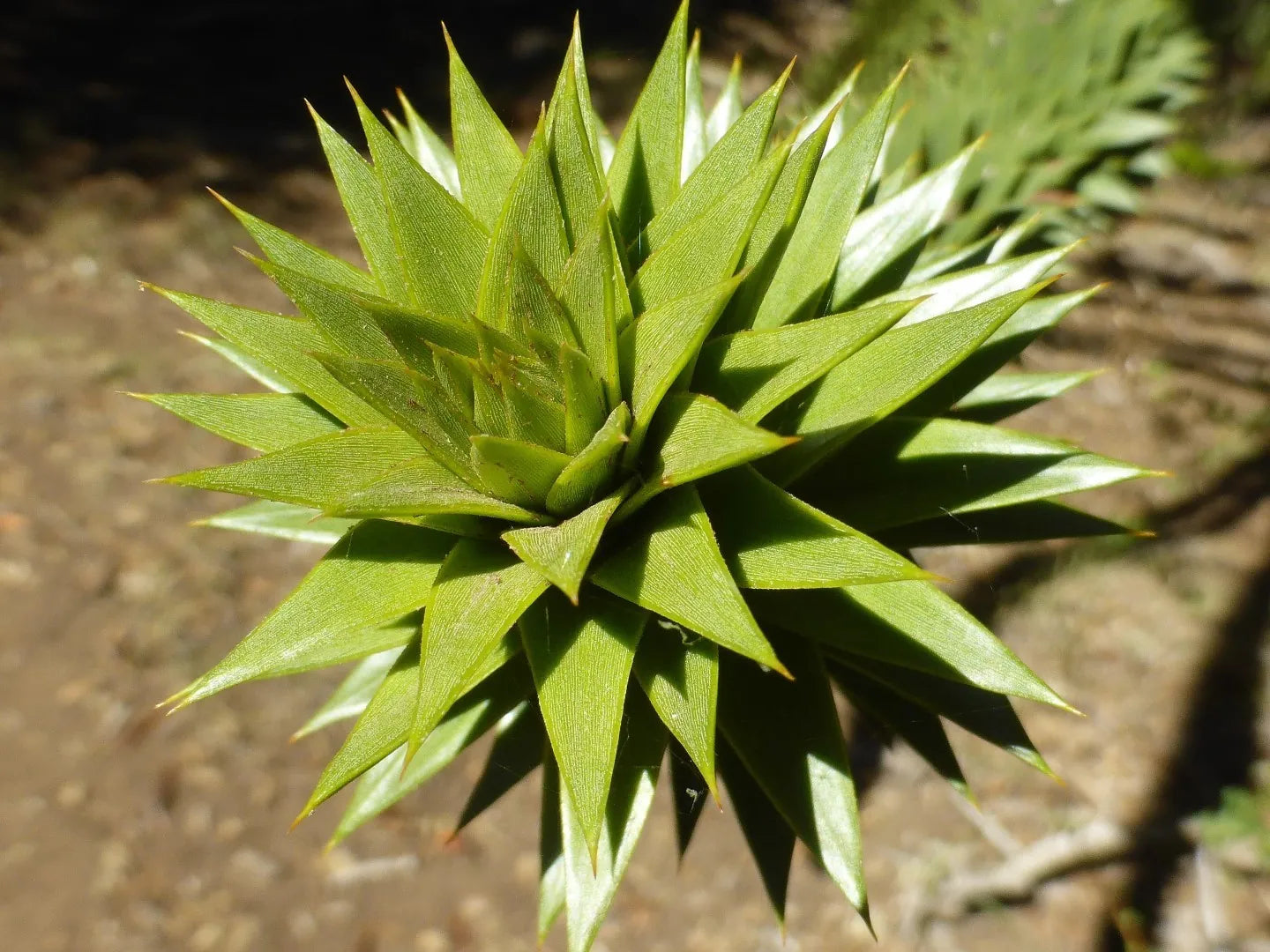 Graines d'Araucaria Araucana à planter : votre guide pour cultiver et entretenir l'emblématique arbre à puzzle de singe dans votre jardin