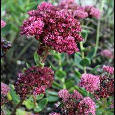 Sedum Emperor's Wave (Telephium Hyb) Seeds for Gardening Enthusiasts | Hardy Perennial Plant for Succulent Gardens and Landscapes